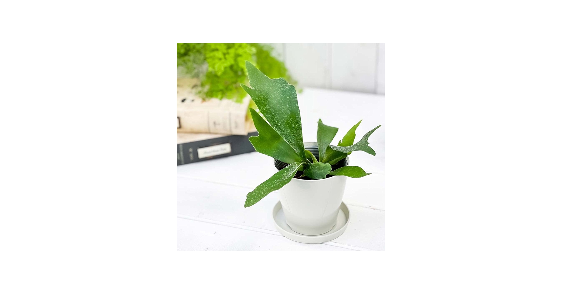 Amazon.co.jp: PLANCHU 観葉植物 ビカクシダ アルキコルネ 3.5号鉢