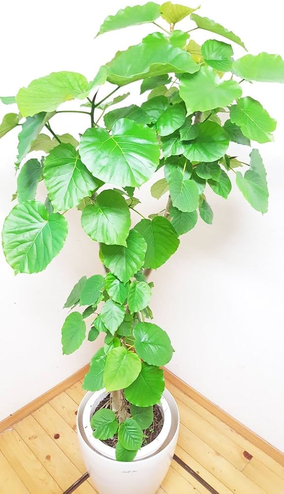 Amazon.co.jp: 自然樹形の美しいフィカス・ウンベラータ／150cm前後