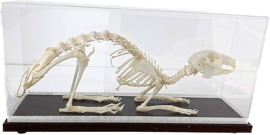 Amazon.co.jp: 本物のウサギの骨格標本動物の骨モデル科学生物学自然
