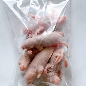 Amazon | 国産冷凍ラット (ピンクラット 4~9g 5匹入り) | 冷凍ラット