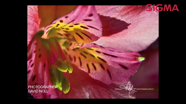 Amazon.com : Sigma 17-70mm f/2.8-4 DC Macro OS HSM Lens for Canon