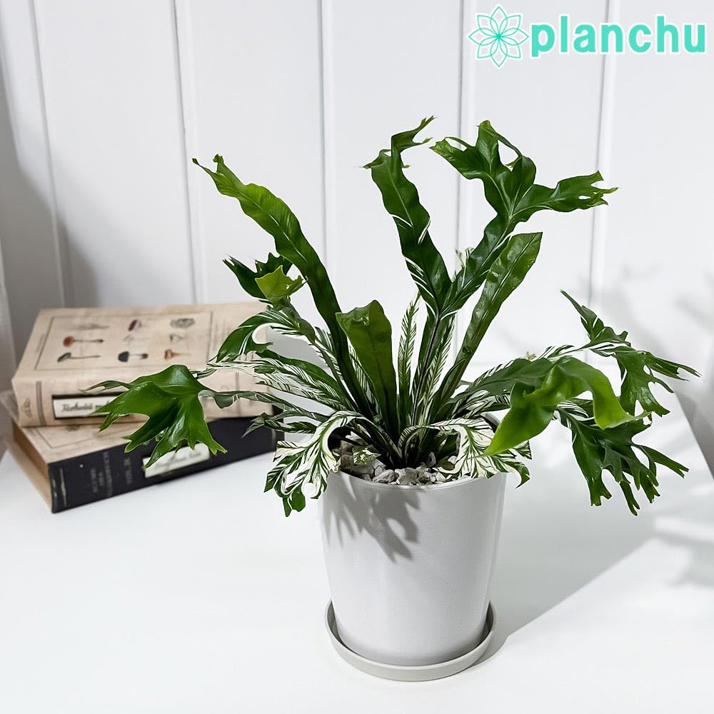 Amazon｜PLANCHU 観葉植物 アスプレニウム ニダス バリエガータ 4号鉢