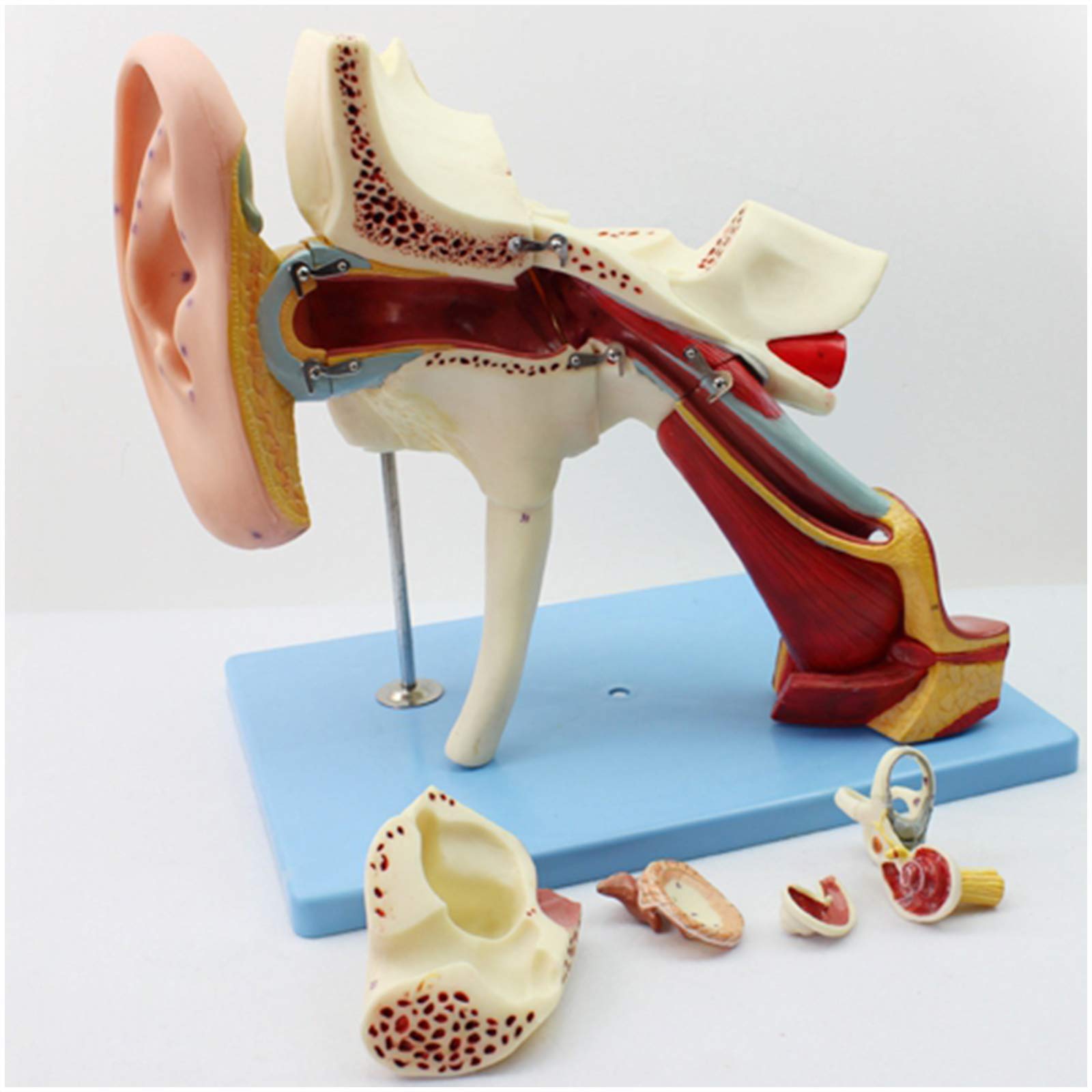 Amazon.co.jp: 人間の耳モデル-3D人間の耳の解剖学的モデル-内耳中耳