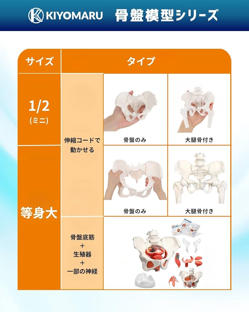 Amazon.co.jp: KIYOMARU 骨盤底筋付き女性骨盤模型 人体模型 8パーツ