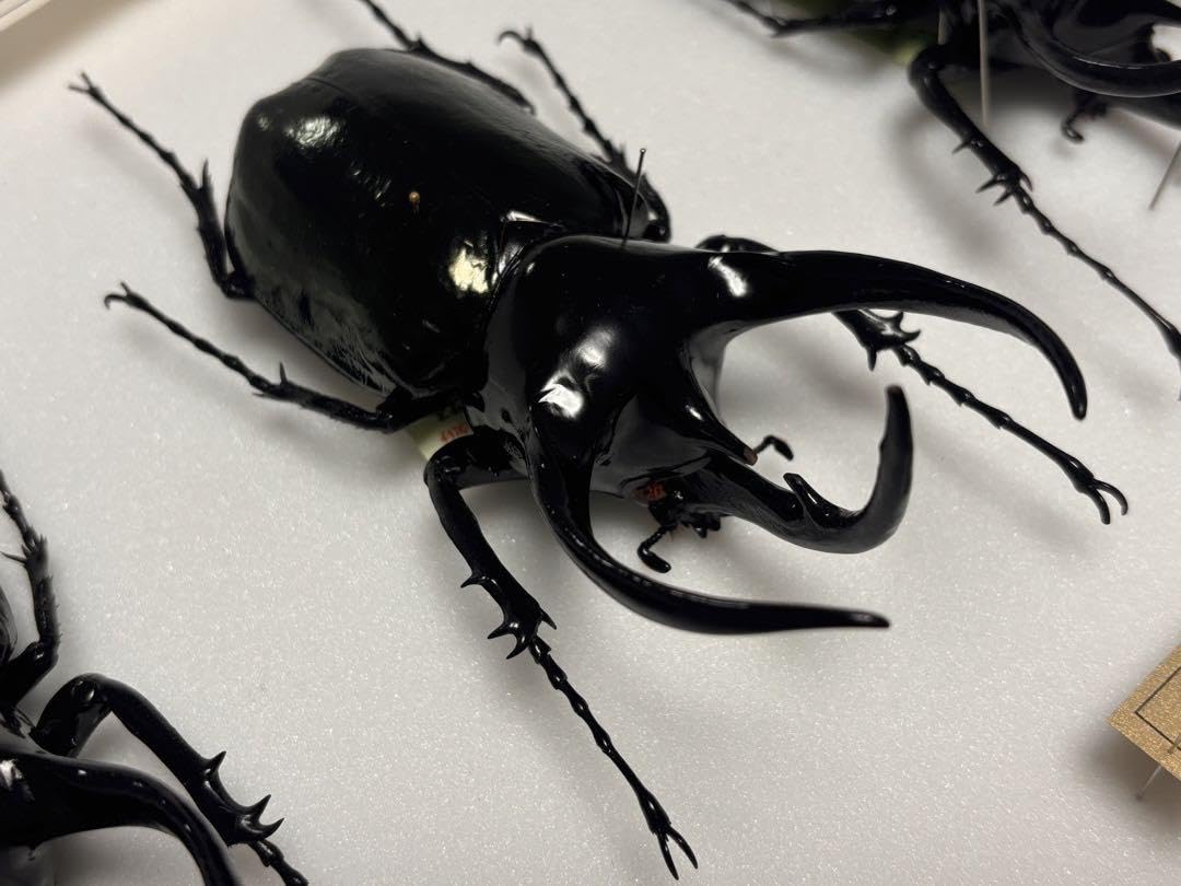 Amazon.co.jp: WD 大型コーカサスオオカブト タイリクコーカサス標本