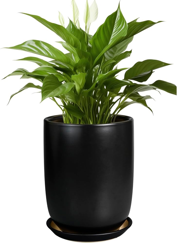 Amazon.com : SUNPOTFOR Ceramic Planter 8 Inch - Plant Pot for