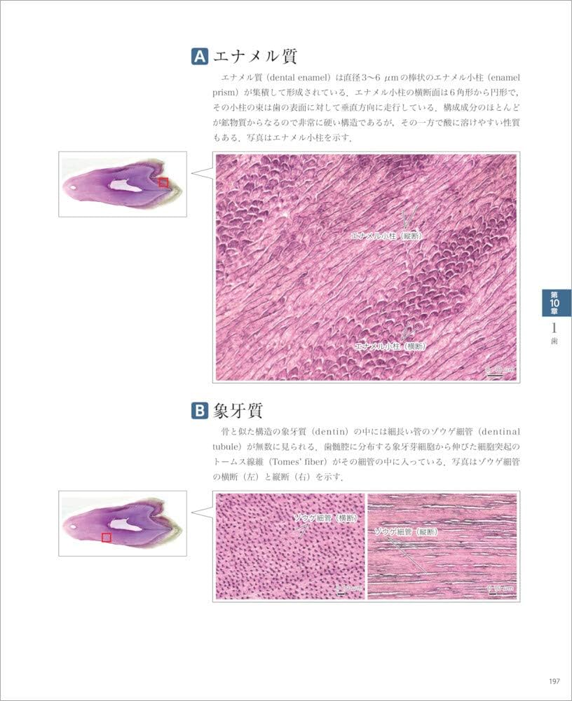 バーチャルスライド 組織学 | 駒﨑 伸二 |本 | 通販 | Amazon