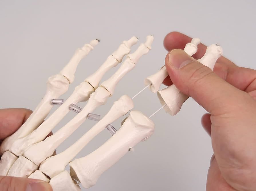 Amazon | 足の骨格模型，各骨は伸縮コードで連結 - 足の骨モデル，脛骨