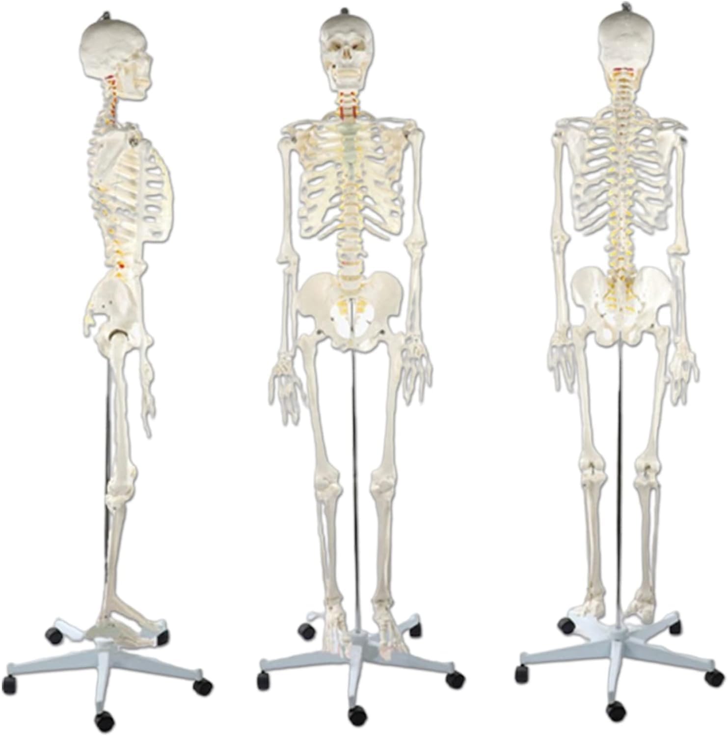 Amazon.co.jp: プロフェッショナル人体骨格モデル、170cm人体解剖学