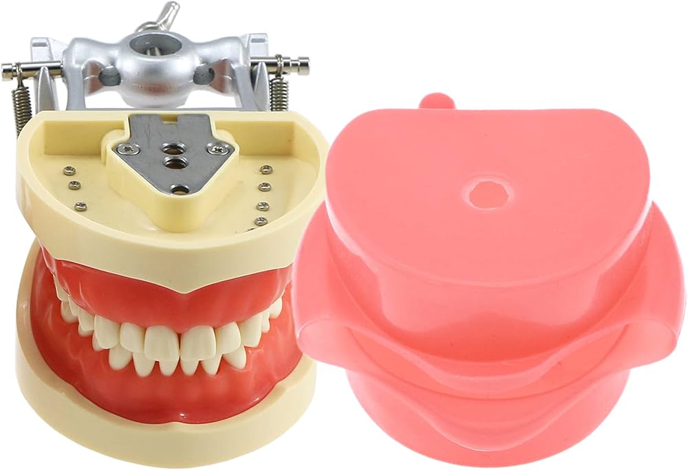 Amazon.com: Dental Typodont Model Compatible with Kilgore Nissin