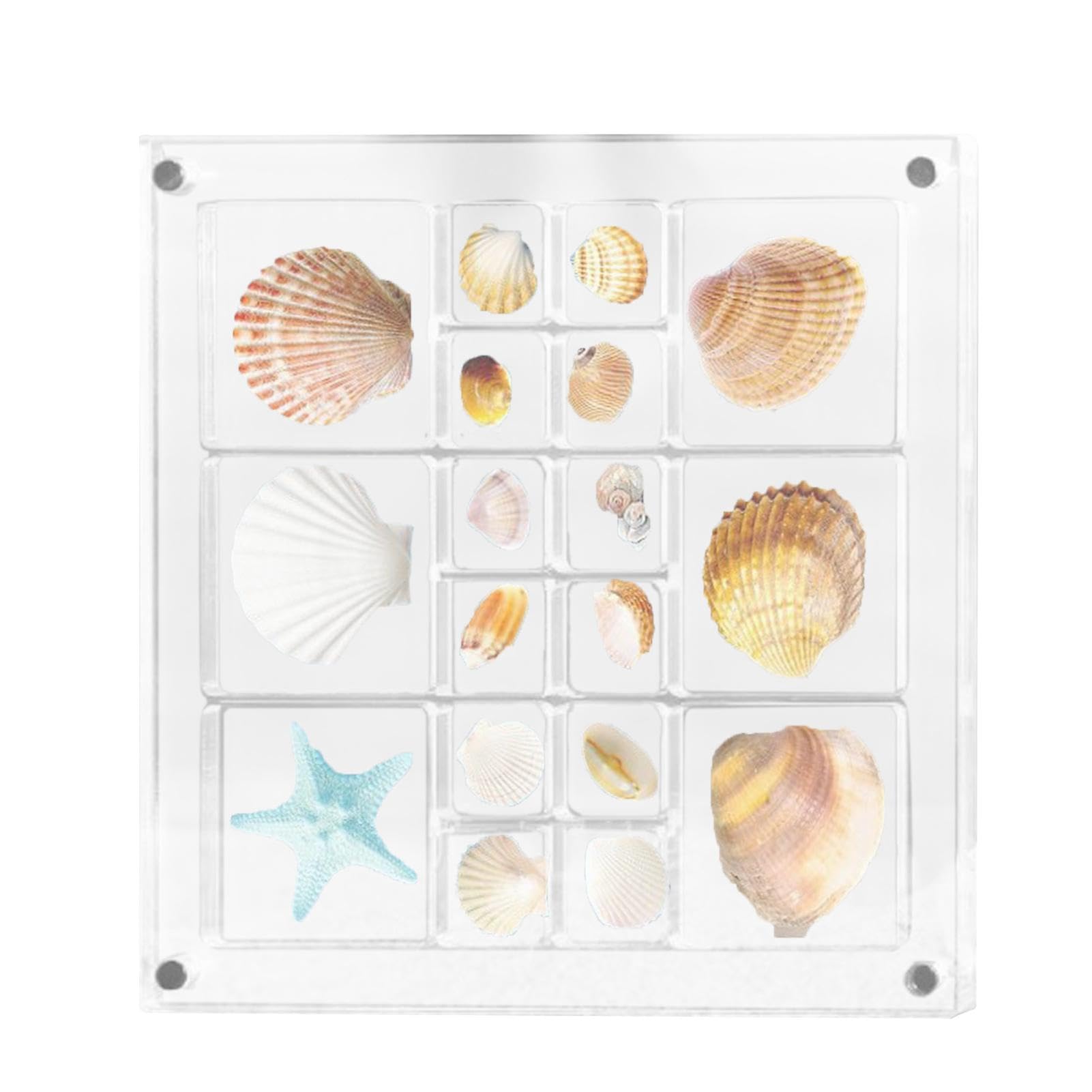 Amazon｜貝殻ディスプレイボックス - アクリル磁気貝殻ディスプレイ
