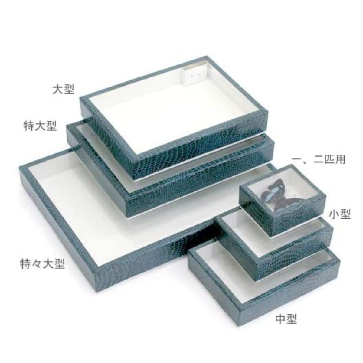 Amazon | 志賀昆虫普及社 ボール紙製標本箱 大型【虫の音楽会シール1枚