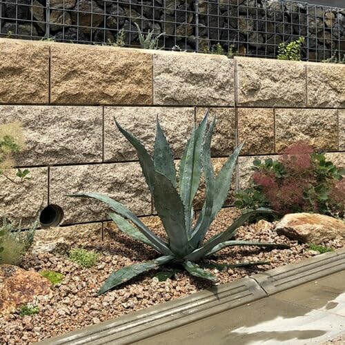 Amazon.co.jp: アガベ アメリカーナ 樹高0.3m前後 24cmポット 【 単 品