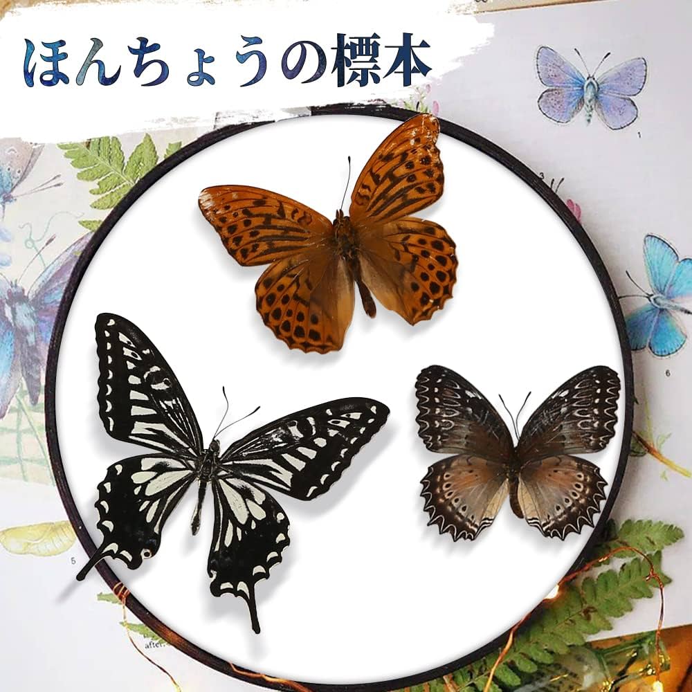 Amazon.co.jp: EGEN 12匹の本当の標本の蝶-蝶の標本の芸術品の材料で