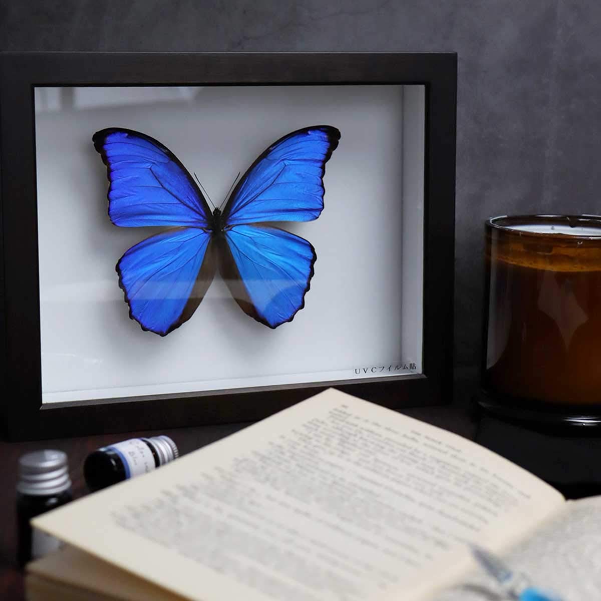 Amazon.co.jp: 昆虫標本箱（ドイツ箱）昭和55年からの実績 ドイツ箱