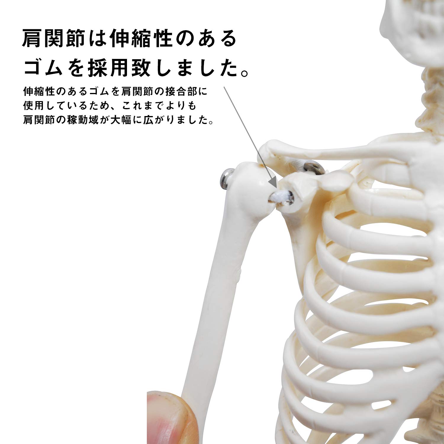 Amazon.co.jp: モノライフ 人体骨格模型 可動 ミニ 1/4 人体模型 全身