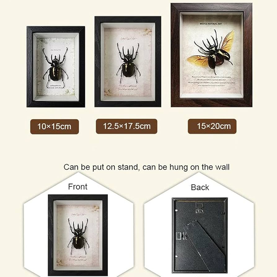 Amazon.co.jp: 昆虫標本額縁、絶妙な昆虫標本額縁クラフトディスプレイ