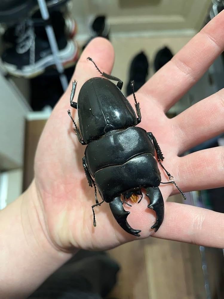 Amazon.co.jp: アルキデスヒラタクワガタ 野外品 極太 中短歯 87mm