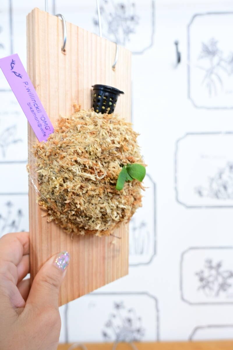 Amazon.co.jp: P.willinckii 'OMG' spored③ @bikamori.com