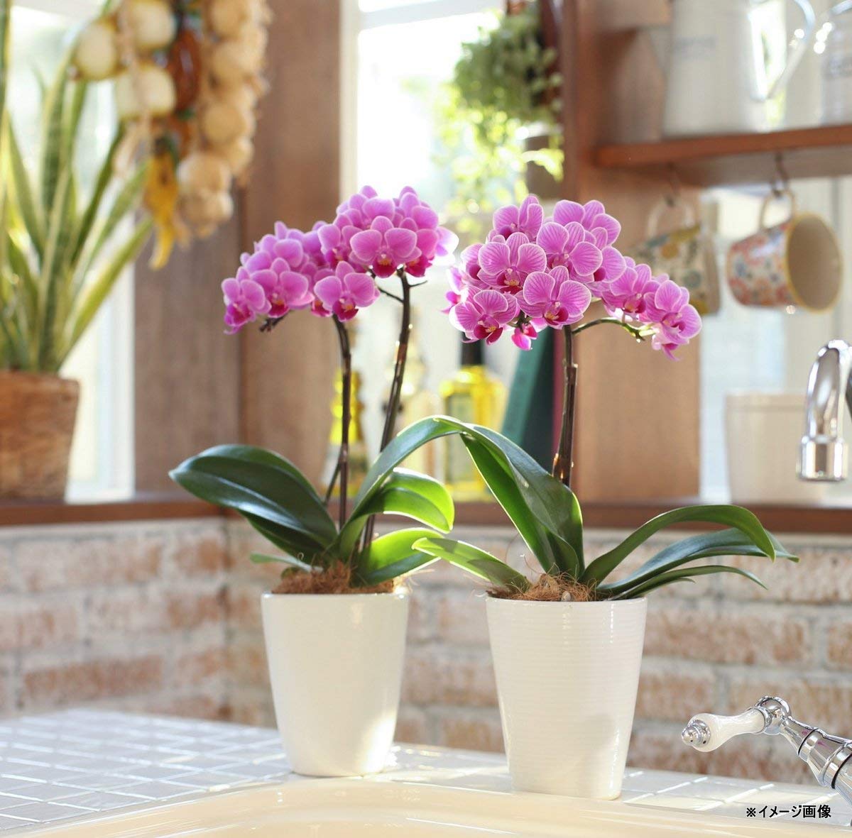 Amazon｜胡蝶蘭 ランラン 1本立ち（こちょうらん） 胡蝶蘭 生花 鉢花
