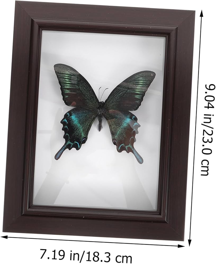 週末セール 蝶の標本 多種類 フレーム付き 【公式通販】