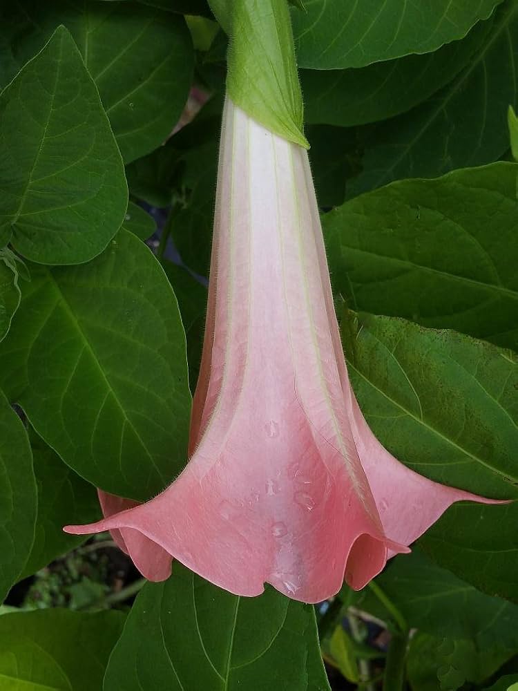 Amazon.com : Butterfly Pink - Brugmansia Hybrid Angels Trumpet
