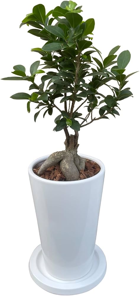 Amazon｜花のギフト社 ガジュマル ガジュマルの木 観葉植物 本物