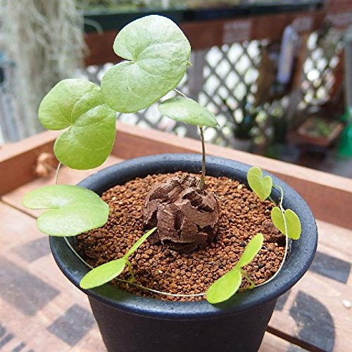 Amazon.co.jp: 127.ハート型の葉が可愛い塊根植物、アフリカ亀甲竜