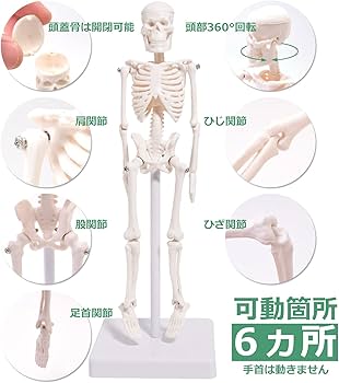 Amazon.co.jp: 人体 模型 22㎝ 【高品質 教材にも使える精巧さ】 骨格