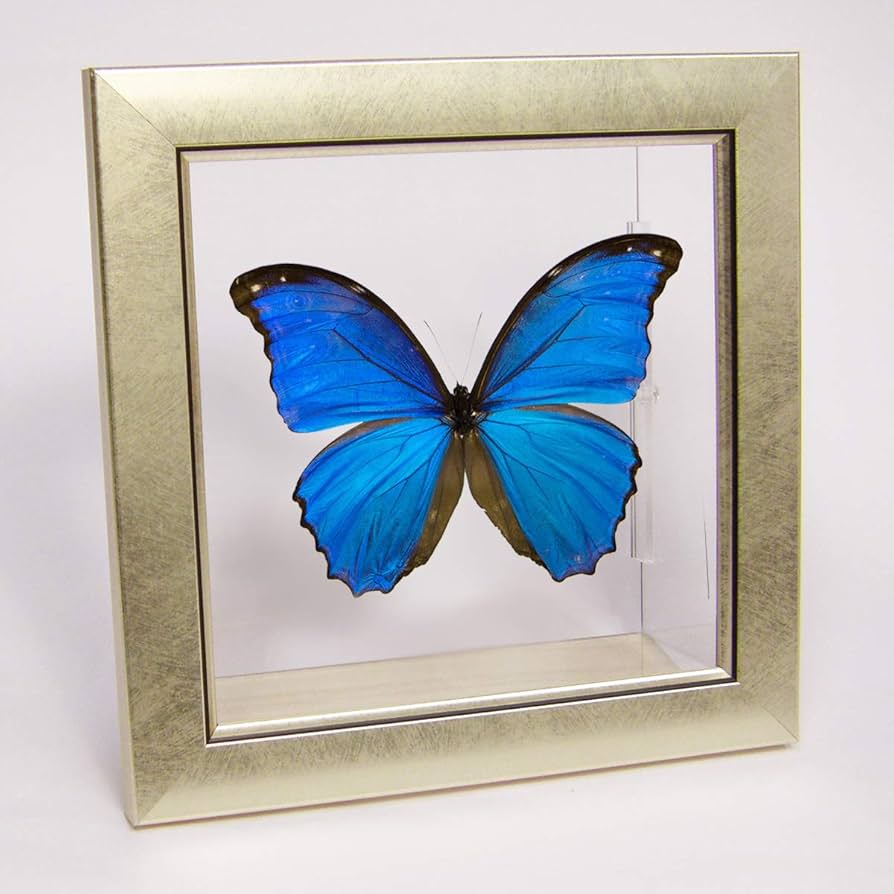 モルフォ・ディディウス（オス、ペルー産） Amazon.co.jp: 蝶の標本