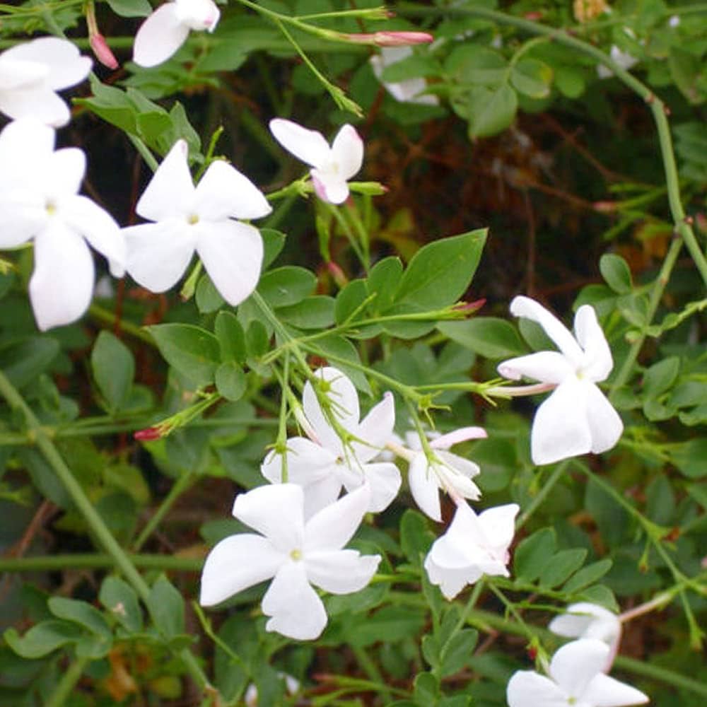 Amazon.co.jp: ITANSE ジャスミン・ホワイトプリンセス 3号