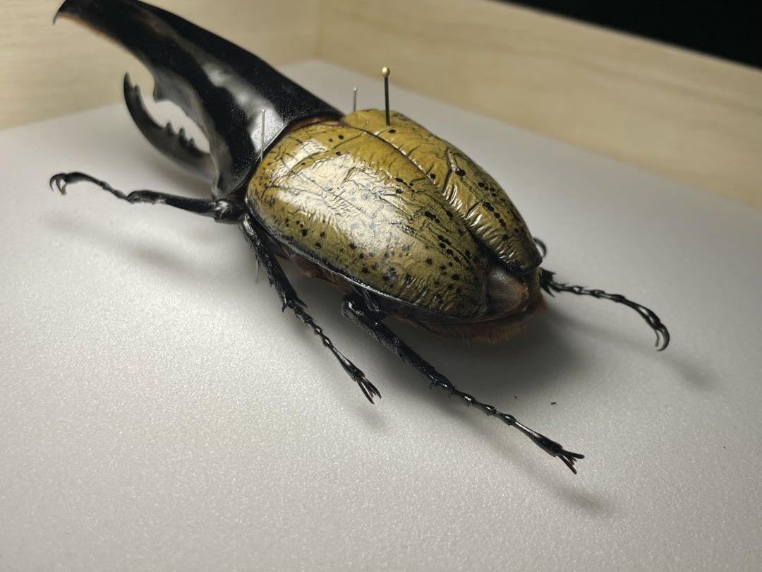 Amazon.co.jp: 昆虫標本 極太極短ヘラクレスオオカブト c68メテオ