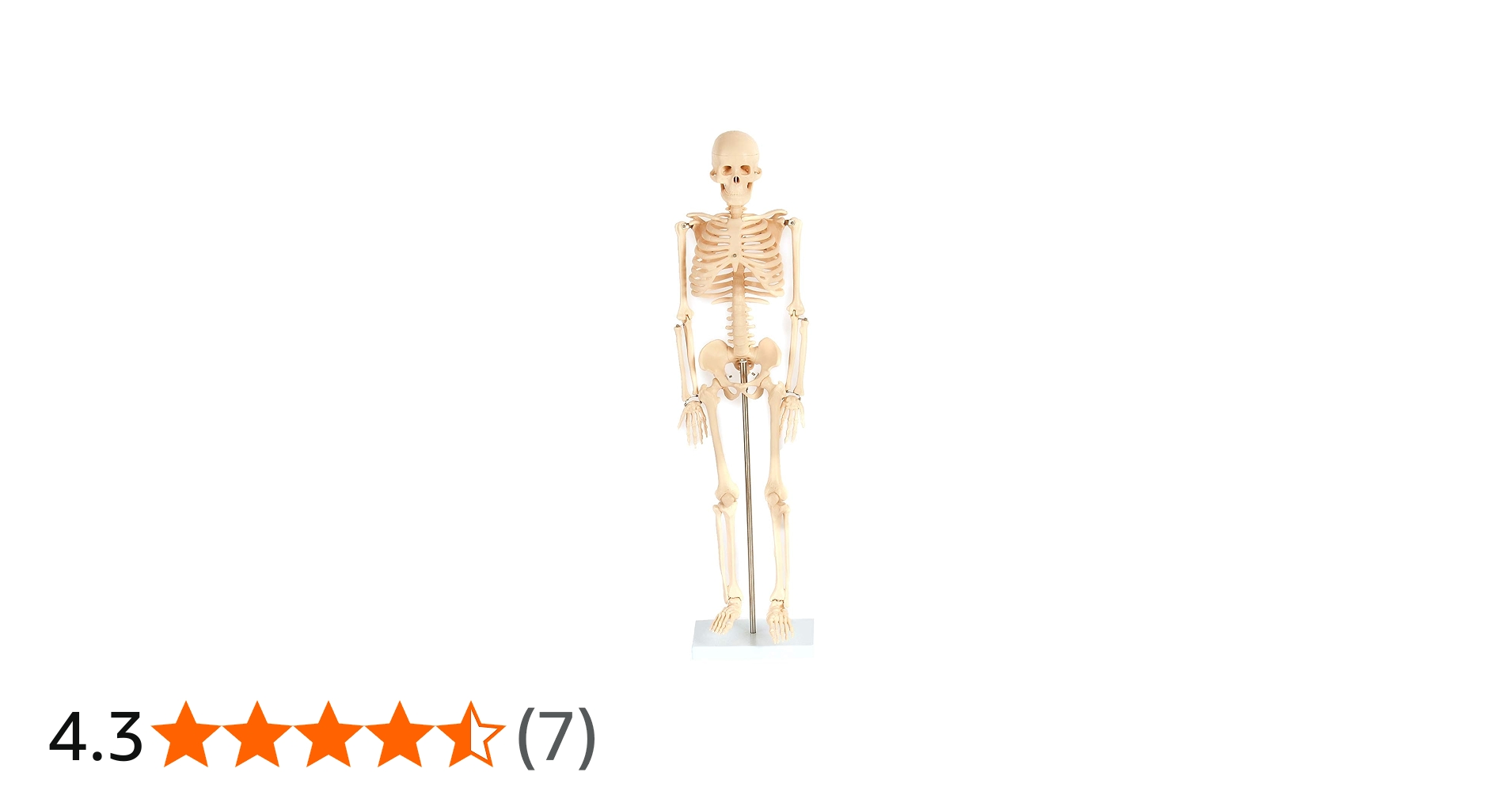 Amazon.co.jp: 人体模型ガイコツ (85cm, 人骨模型) : 産業・研究開発用品