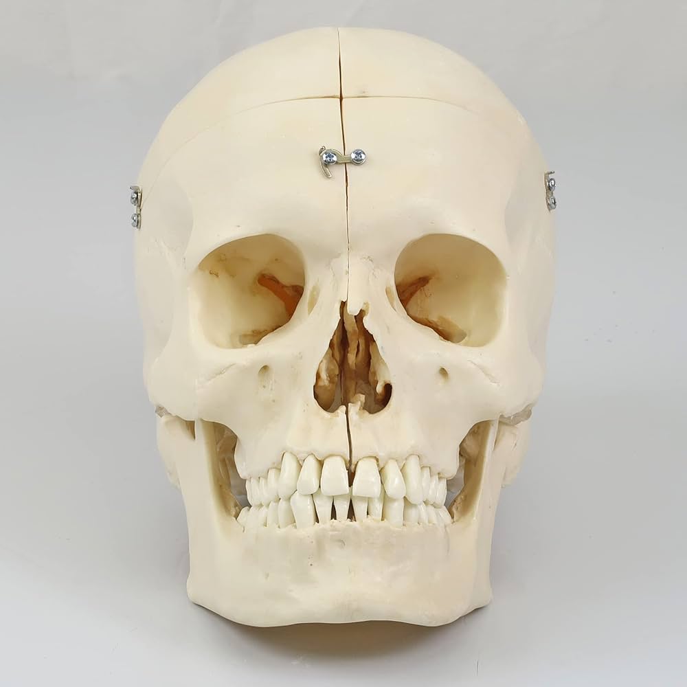 Amazon.co.jp: 頭蓋骨の繊細で複雑な解剖学的構造をより自然に再現した