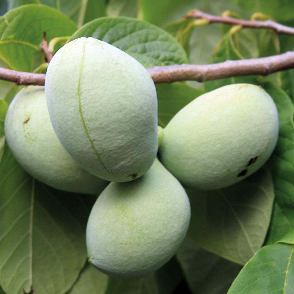 Amazon.co.jp: ITANSE ポポー2年生接木苗/5号ポット苗(品種