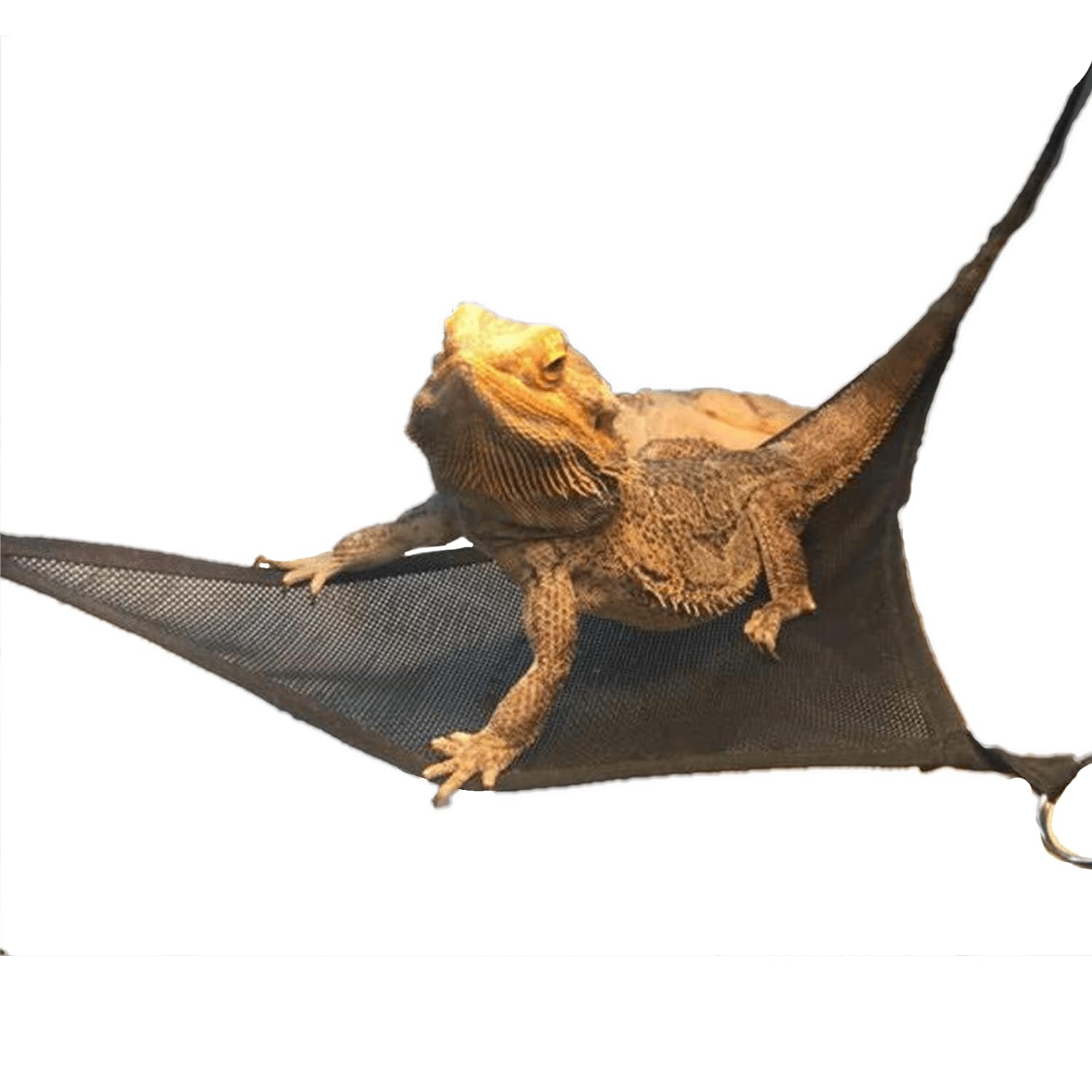 Amazon | F/U4 トカゲ ハンモック 2枚セット フトアゴヒゲトカゲ