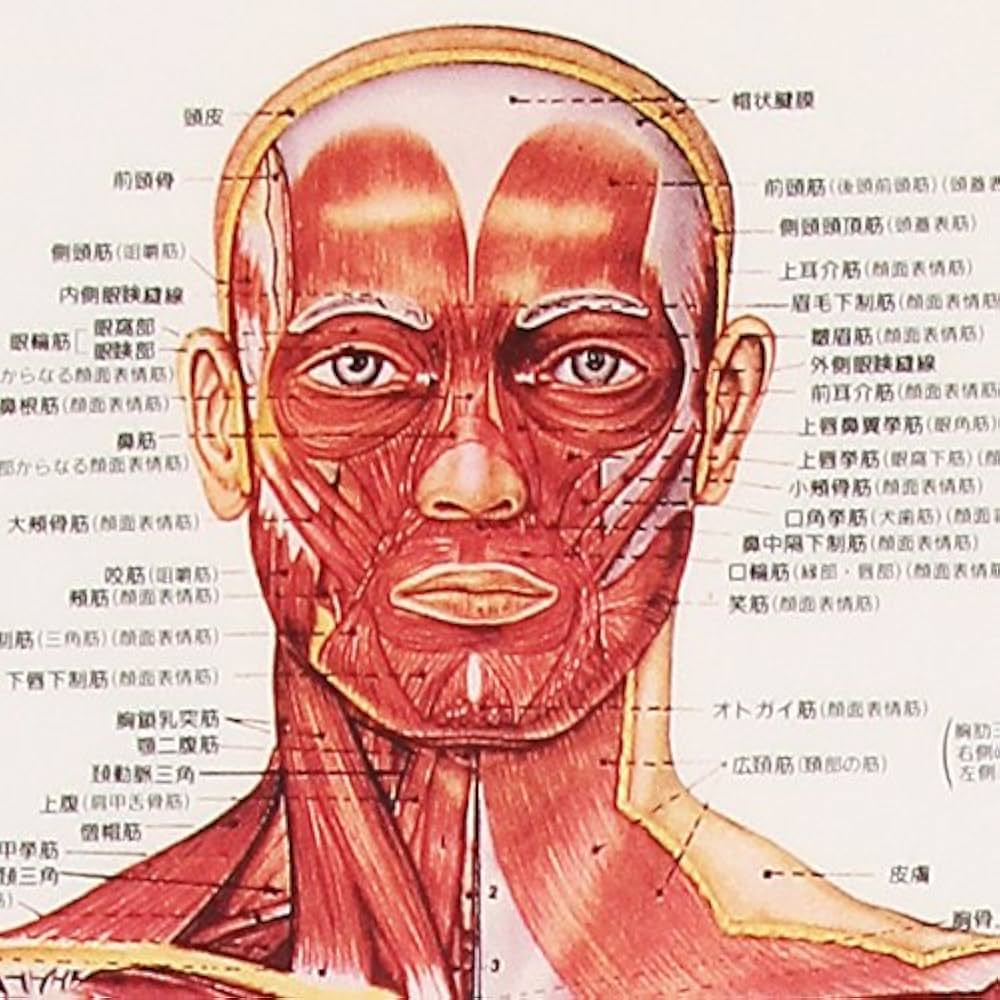 Amazon.co.jp: 骨格筋 デスクサイズプラスチック版 ポスター 人体