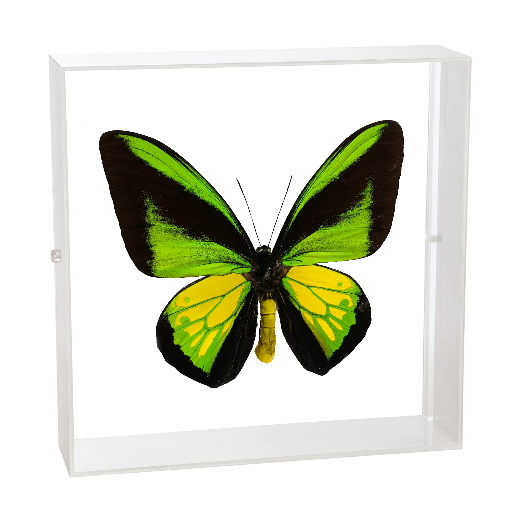 Amazon.co.jp: 蝶の標本 ゴライアストリバネアゲハ O.goliaths