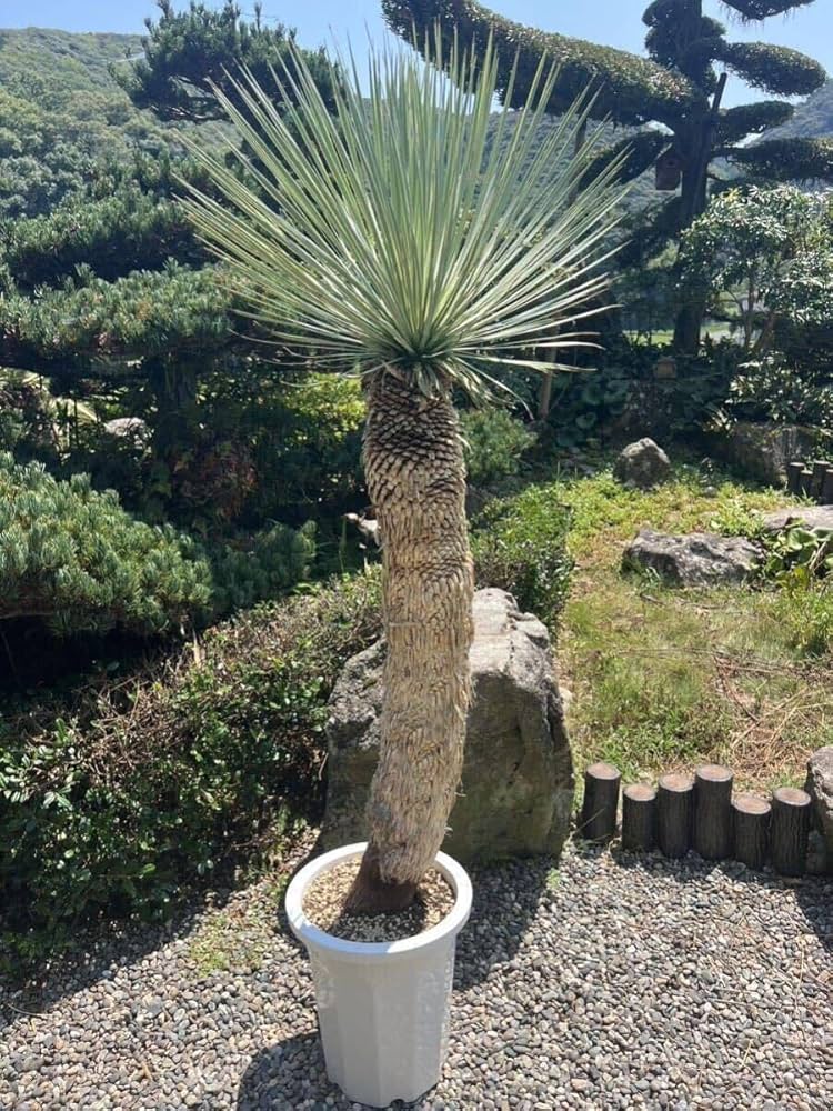 ユッカ ロストラータ ◇ユッカ ロストラータ◇