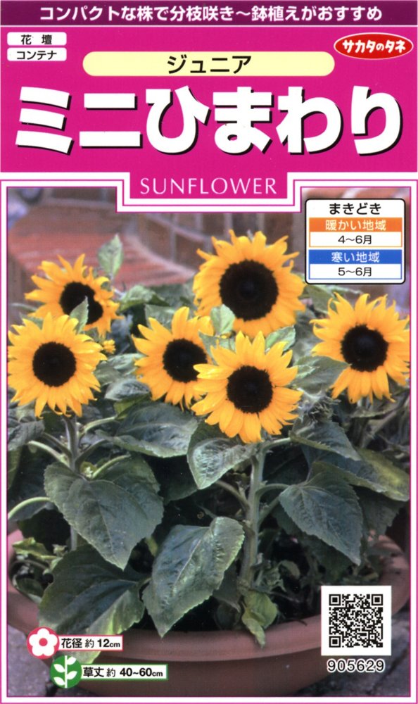 Amazon | サカタのタネ 実咲花5629 ミニひまわり ジュニア 00905629