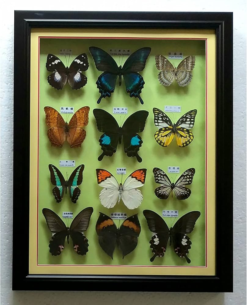 Amazon.co.jp: 昆虫標本、蝶標本ディスプレイ、額装された美しい蝶の壁