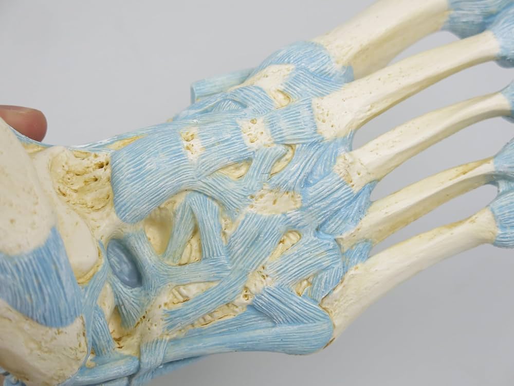 Amazon.co.jp: 重要な靭帯とアキレス腱などを観察できる足関節模型，足