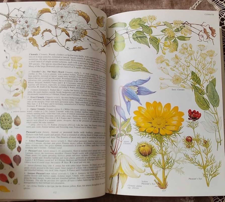 Amazon.co.jp: レア洋書 大型本 イギリスと北ヨーロッパの植物 The