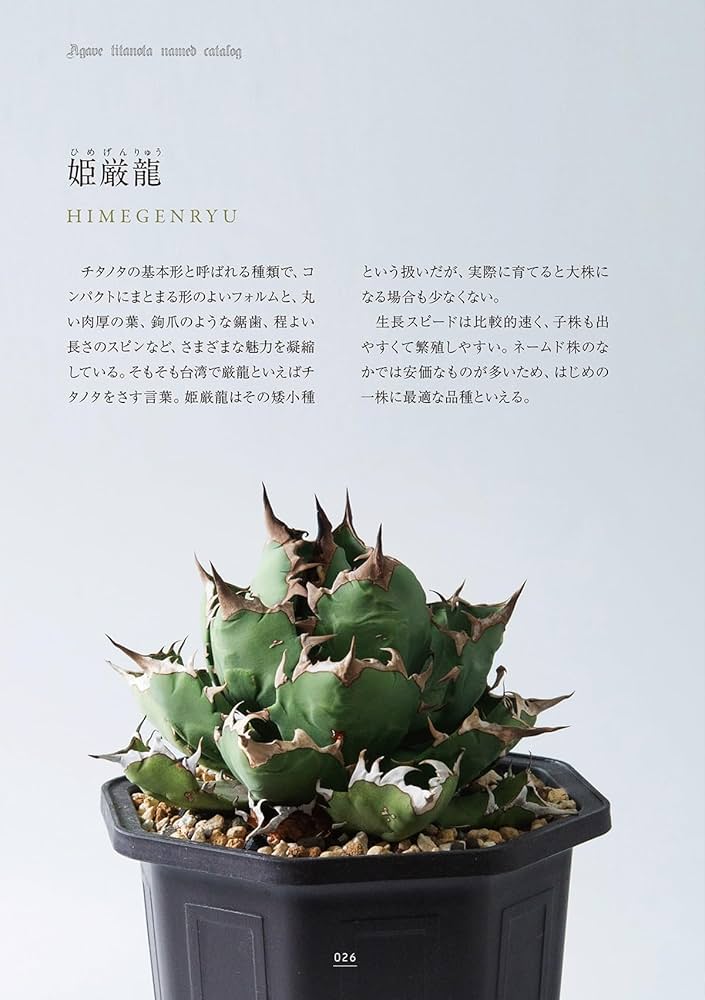 アガベ・チタノタ -表情豊かな株の個性と美しく仕上げるための育成