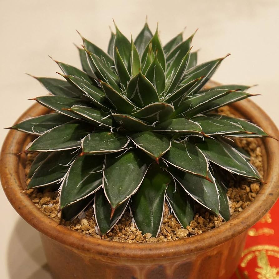 Amazon｜【種子】Agave filifera var. Compacta アガベ・フィリフェラ