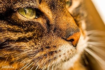 Amazon.co.jp: Lensbaby ソフトレンズ Velvet 56 56mm F1.6 キヤノンEF