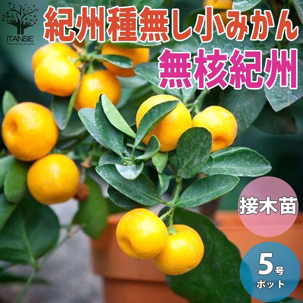 Amazon.co.jp: みかんの苗 紀州種無し小みかん(品種：無核紀州)【品種