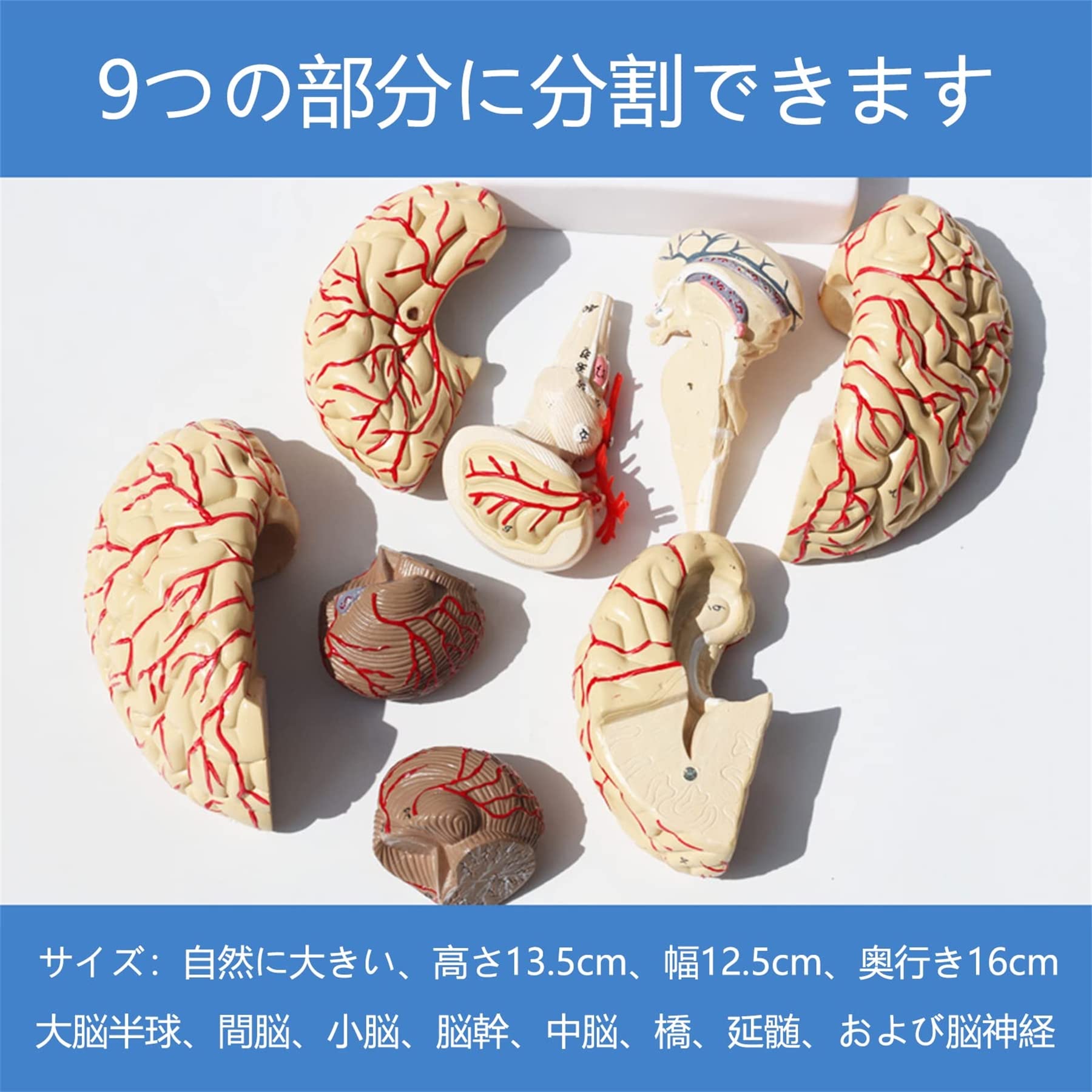 Amazon.co.jp: 脳の解剖学モデル脳 模型 脳モデル脳血管 大脳動脈神経