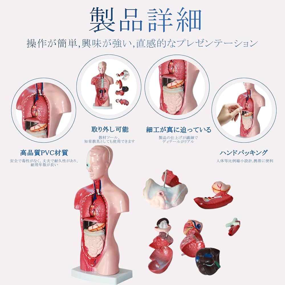 Amazon.co.jp: ziyue 人体模型 パズル 28cm 15パーツ 取り外し可能