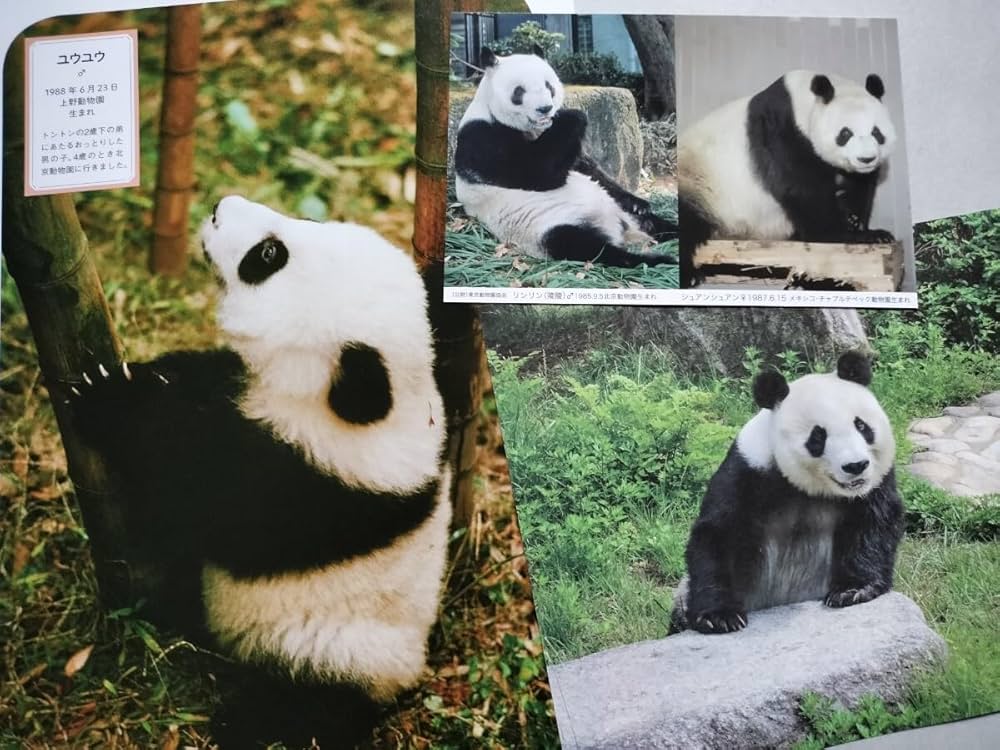 Amazon.co.jp: 上野動物園 ポストカード 王子動物園 タンタン ユウユウ